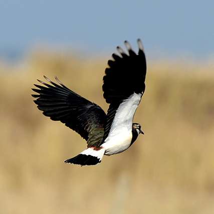 Lapwing in flight ©Phil Holden