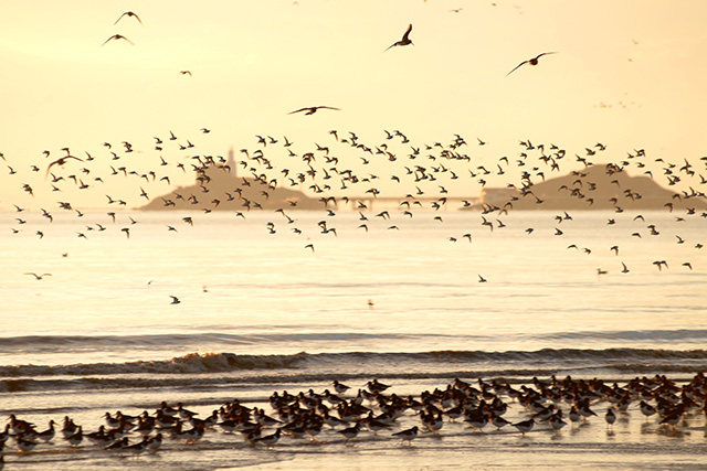 dunlin and oystercatchers waders dawn flight c p holden