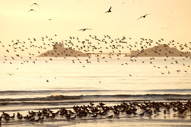 dunlin and oystercatchers waders dawn flight c p holden