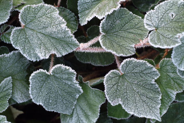 frost on chinese bramble photo Phil Holden